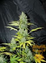 Real Gorilla Seeds Auto Blue-Tooth