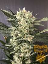 Real Gorilla Seeds Kushty BX1