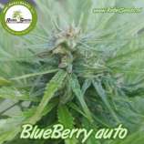 Rebel Seeds Blueberry Auto