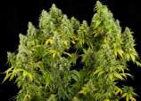 Reefermans Seeds Airborne G13