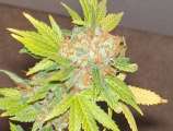 Reefermans Seeds Lebanese Hashplant