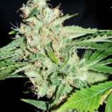 Reefermans Seeds Love Potion #1 x Nigerian