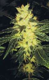 Resin Seeds Sour P.