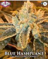 Riot Seeds Blue Hashplant