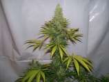 Riot Seeds Blue Hawgsbreath Kush