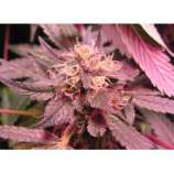 Riot Seeds Sour Purple Bubblegum