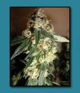 Riot Seeds White Ghost Dawg