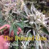 Roots 6.4 Gardens The Durand Line