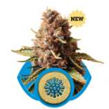 Royal Queen Seeds Euphoria