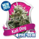 Royal Queen Seeds Kali Dog