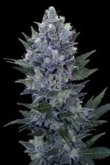 Royal Queen Seeds Northern Light Automatic