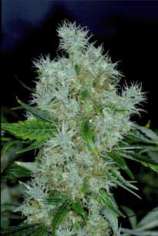 Royal Queen Seeds Power Flower