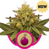 Royal Queen Seeds Royal Domina