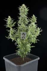 Royal Queen Seeds Royal Dwarf