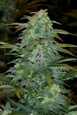 Royal Queen Seeds Royal Haze Automatic