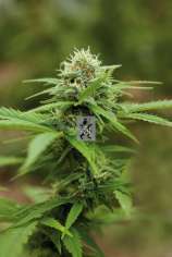 Royal Queen Seeds Royal Moby