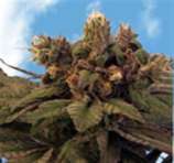 Sagarmatha Seeds Blueberry Bud