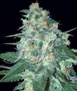 Samsara Seeds El Alquimista