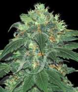 Samsara Seeds Punky Lion