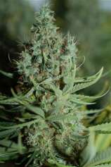 Sannie's Seeds Shackzilla