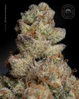 Secretfile Genetic Platinum Kush Breath #4 x Golden Cobra