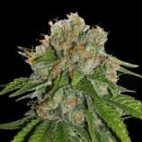 SeedStockers Amnesia