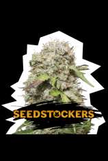 SeedStockers Jack Herer Auto