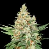 SeedStockers O.G. Kush Autoflower