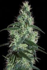 Seedmakers Seeds Blizzard