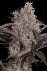 Seedmakers Seeds Jack Widow