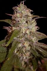 Seedmakers Seeds Orange Light