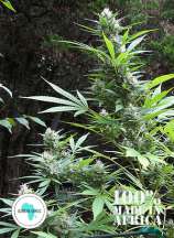 Seeds of Africa Durban Magic