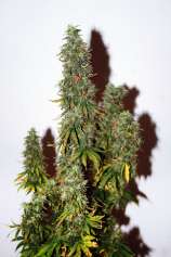 Seedsman Auto Onyx