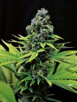 Seedsman CBD Shark Shock