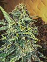 Seedsman Jack Herer FAST