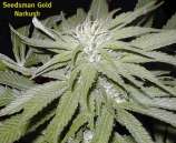 Seedsman Narkush