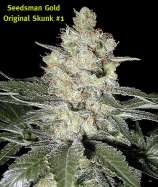 Seedsman Original Skunk #1