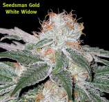 Seedsman White Widow