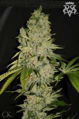 SickMeds Seeds Wonder Kush