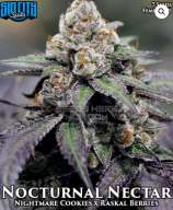 Sin City Seeds Nocturnal Nectar