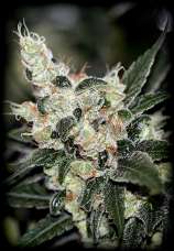 Sin City Seeds SinCityDiesel