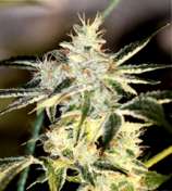 Sin City Seeds SourNightmare Kush