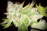 Sin City Seeds Sour Cherry Kush