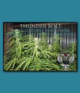 SnowHigh Seeds Thunder Bolt