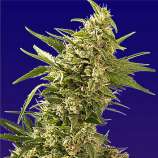 Spliff Seeds AK Automatic