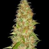 Spliff Seeds Moon Walker Kush