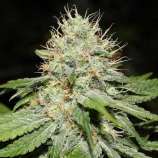 Spliff Seeds Sweet 'n Sour Indoor