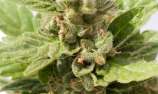 Sputnik Seeds Auto Black Domina Explosion