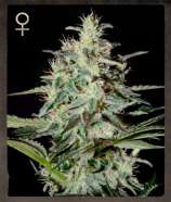 Strain Hunters Seed Bank White Lemon