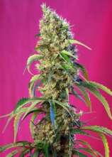 Sweet Seeds Black Jack CBD